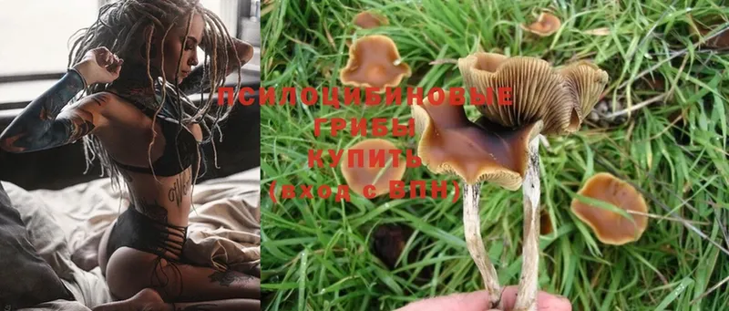 Галлюциногенные грибы Psilocybine cubensis Майский